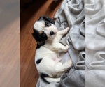 Puppy Honey Cavalier King Charles Spaniel