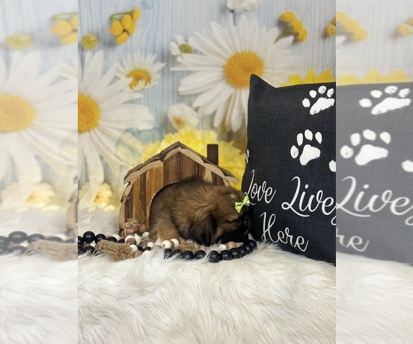 Medium Photo #5 Pekingese Puppy For Sale in RIPLEY, MS, USA