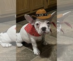 Puppy Puppy 1 Cookie French Bulldog