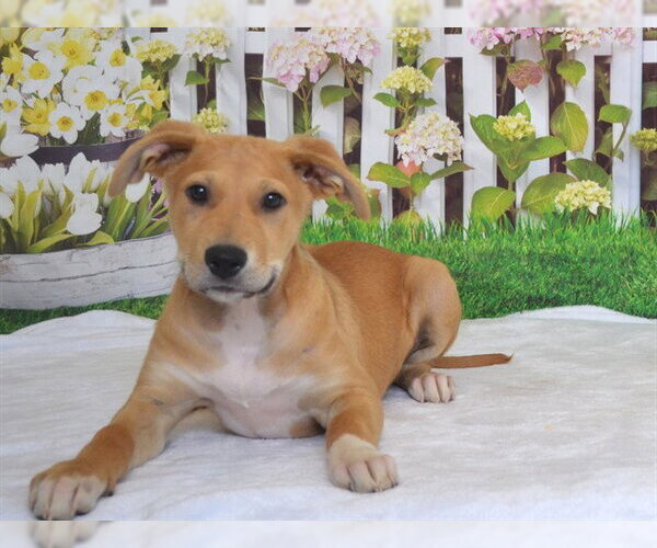 Medium Photo #2 German Shepherd Dog-Unknown Mix Puppy For Sale in Oroville, CA, USA