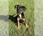 Small #2 German Shepherd Dog Mix