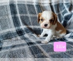 Small #2 Cavalier King Charles Spaniel