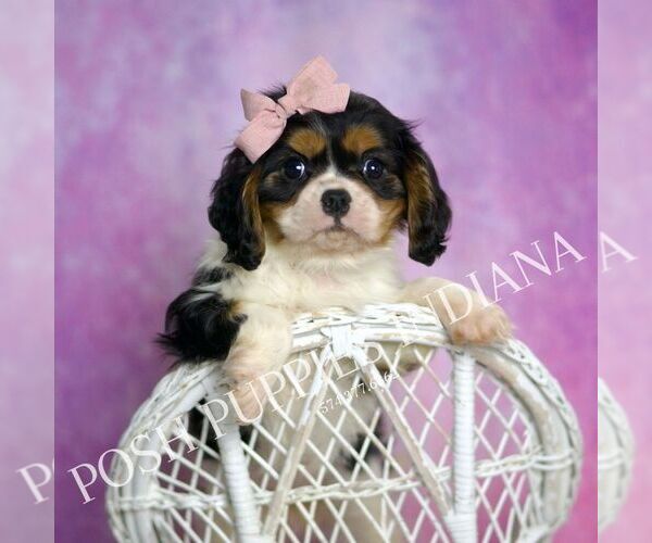 Medium Photo #8 Cavalier King Charles Spaniel Puppy For Sale in WARSAW, IN, USA