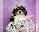 Small #7 Cavalier King Charles Spaniel