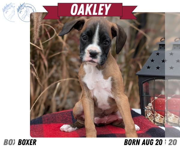 Medium Photo #37 Boxer Puppy For Sale in GOSHEN, IN, USA