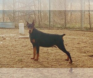 Doberman Pinscher Puppy for sale in PLEASANT HOPE, MO, USA