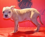 Small #3 American Bully