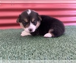 Small #29 Pembroke Welsh Corgi