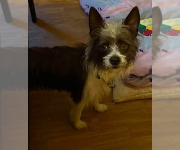 Medium Photo #4 Mutt Puppy For Sale in Alexander, AR, USA