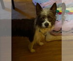 Small #3 Mutt