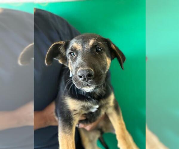 Medium Photo #1 German Shepherd Dog-Unknown Mix Puppy For Sale in Visalia, CA, USA