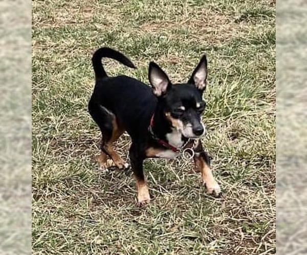 Medium Photo #2 Chiweenie Puppy For Sale in Charlottesville, VA, USA