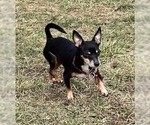 Small #1 Chiweenie