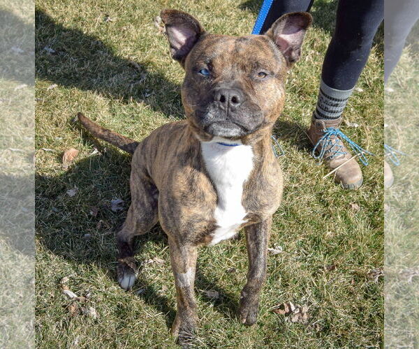 Medium Photo #3 American Staffordshire Terrier-Boxer Mix Puppy For Sale in Huntley, IL, USA