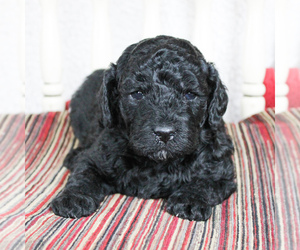 Poodle (Miniature) Puppy for sale in CHRISTIANA, PA, USA
