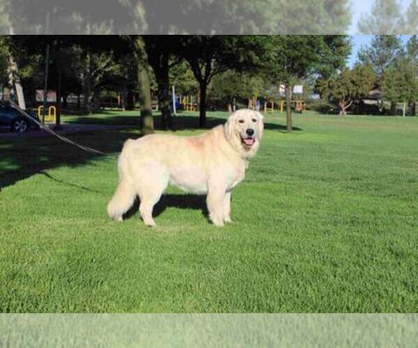 Medium Photo #1 Goldendoodle Puppy For Sale in HOMELAND, CA, USA