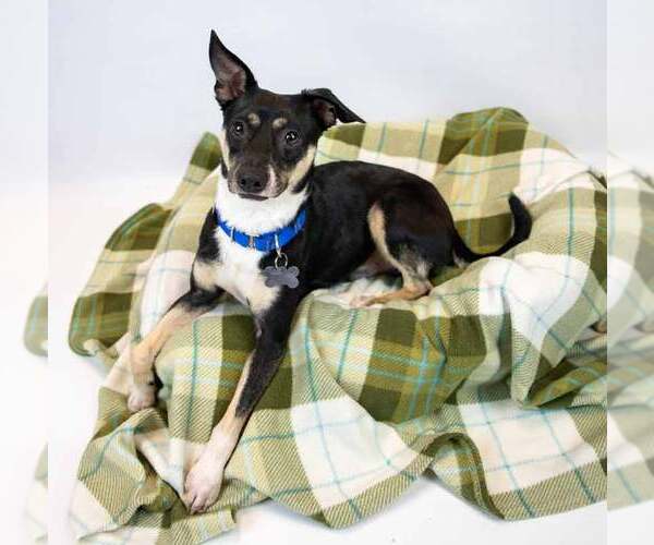 Medium Photo #4 Jack-Rat Terrier Puppy For Sale in Kennesaw, GA, USA