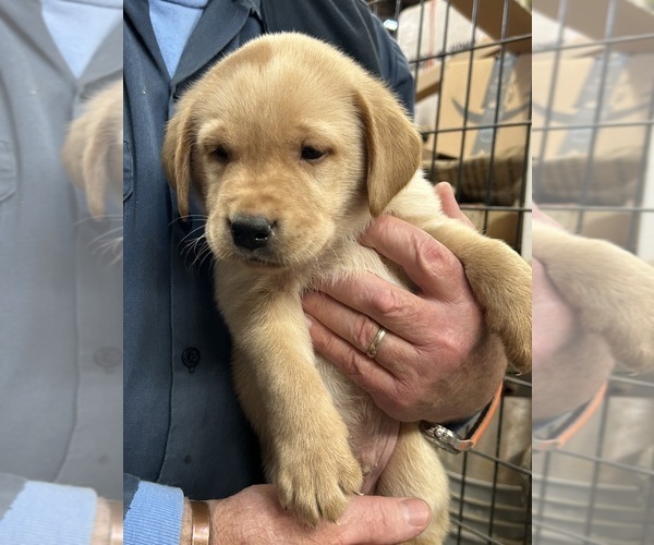 Medium Photo #1 Labrador Retriever Puppy For Sale in TENMILE, OR, USA