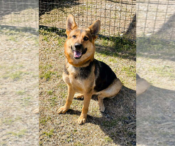Medium Photo #4 German Shepherd Dog-Unknown Mix Puppy For Sale in Abbeville, LA, USA