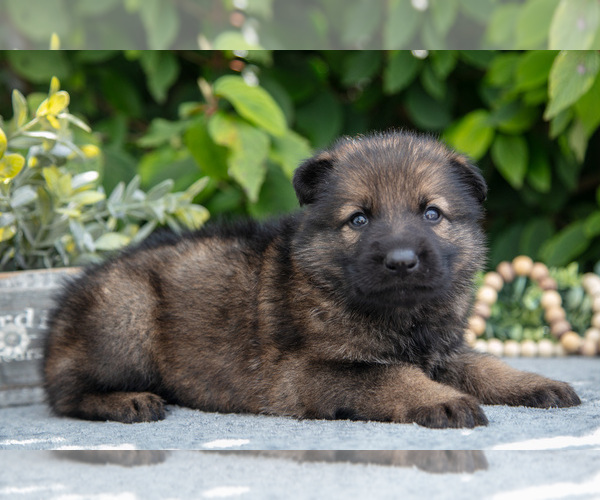 Medium Photo #2 German Shepherd Dog Puppy For Sale in SHIPSHEWANA, IN, USA