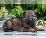Small #1 German Shepherd Dog