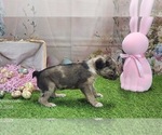 Small #12 Catahoula Leopard Dog