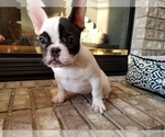 Small Photo #28 French Bulldog Puppy For Sale in OSHKOSH, WI, USA