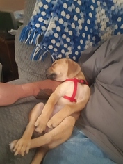 Puggle Puppy for sale in RIDGELY, MD, USA