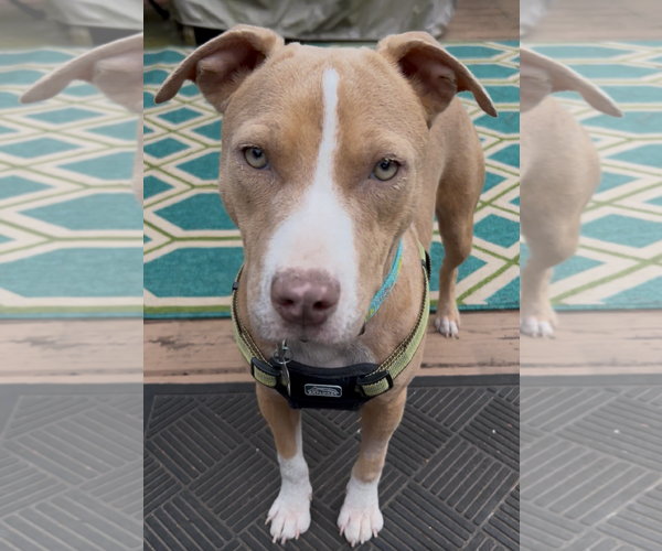 Medium Photo #1 American Staffordshire Terrier Puppy For Sale in Holly Springs, NC, USA