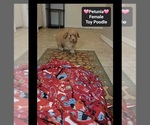 Small #1 Poodle (Toy)