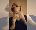 Small Photo #2 Labradoodle Puppy For Sale in JEFFERSONTOWN, KY, USA