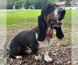Basset Hound Dogs for adoption in Deepwater, NJ, USA