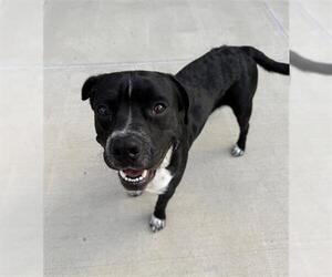 Labrador Retriever-Unknown Mix Dogs for adoption in Denver, CO, USA