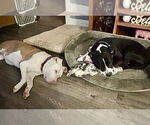 Small #2 American Pit Bull Terrier Mix