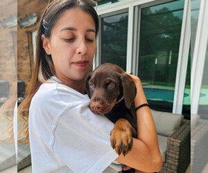 Medium Doberman Pinscher