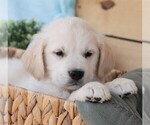 Small #10 Golden Retriever