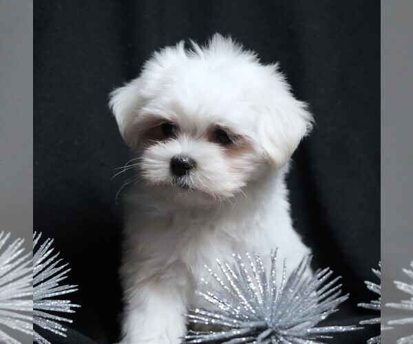 Medium Photo #6 Maltese Puppy For Sale in ROCK VALLEY, IA, USA