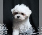 Small #5 Maltese