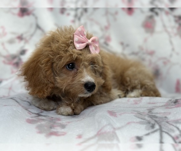Medium Photo #2 Bichpoo Puppy For Sale in LAKELAND, FL, USA