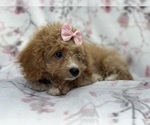Small Photo #2 Bichpoo Puppy For Sale in LAKELAND, FL, USA