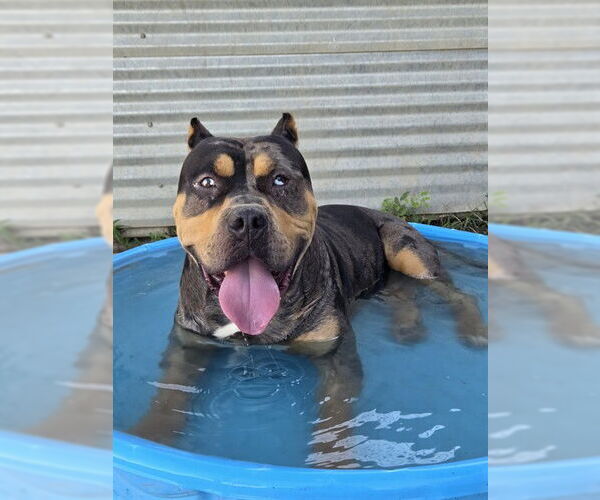 Medium Photo #2 American Pit Bull Terrier-Unknown Mix Puppy For Sale in Modesto, CA, USA
