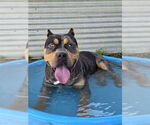 Small #1 American Pit Bull Terrier Mix