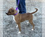 Small #3 Mutt