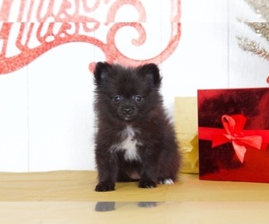 Pomeranian Puppy for sale in MOUNT VERNON, OH, USA