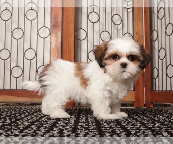Medium Photo #1 Shih Tzu Puppy For Sale in NAPLES, FL, USA