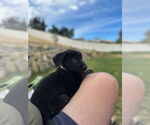 Small #2 Labrador Retriever Mix