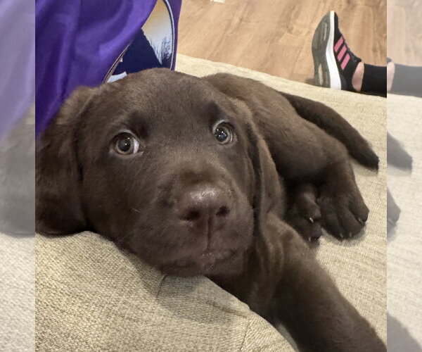 Medium Photo #1 Labrador Retriever Puppy For Sale in Fort Worth, TX, USA