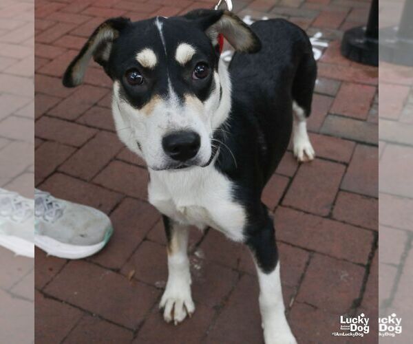 Medium Photo #8 Labrador Retriever-Unknown Mix Puppy For Sale in Washington, DC, USA