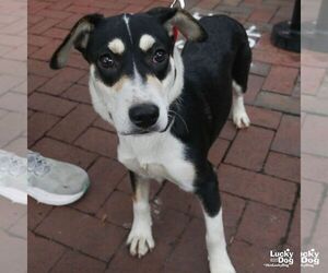 Sammy - Female Labrador Retriever-Unknown Mix Dog for Adoption - Photo #8