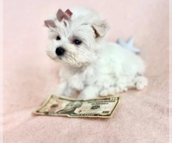 Medium Photo #20 Maltese Puppy For Sale in JACKSONVILLE, FL, USA